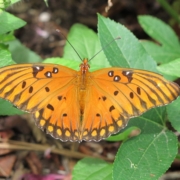 I found this pic at https://www.wellspringkim.com/2019/10/26/a-passion-for-the-gulf-fritillary-butterfly/