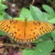 I found this pic at https://www.wellspringkim.com/2019/10/26/a-passion-for-the-gulf-fritillary-butterfly/