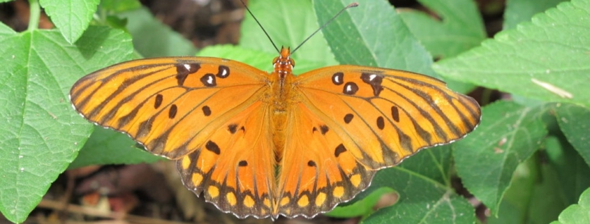 I found this pic at https://www.wellspringkim.com/2019/10/26/a-passion-for-the-gulf-fritillary-butterfly/