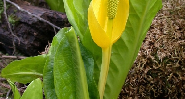 image from The Oregon Encyclopedia