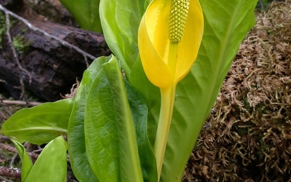 image from The Oregon Encyclopedia