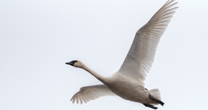 white and black bird flying