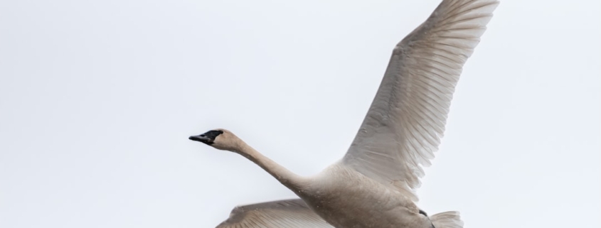 white and black bird flying