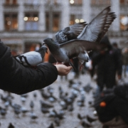 Photo by Emine: https://www.pexels.com/photo/pigeons-on-person-s-hand-15010957/
