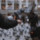 Photo by Emine: https://www.pexels.com/photo/pigeons-on-person-s-hand-15010957/