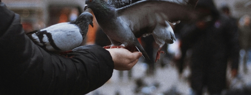 Photo by Emine: https://www.pexels.com/photo/pigeons-on-person-s-hand-15010957/