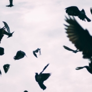 flock of birds