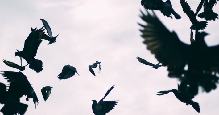flock of birds