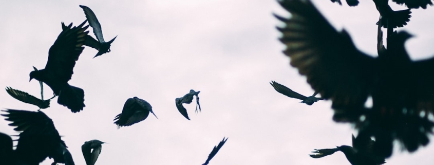 flock of birds